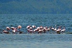 Day Tour To Lake Nakuru Park With Optional Boat Ride on Lake Naivasha 