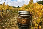 Chianti Wine and Vinci half day Tour from Lucca