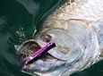 Tarpon Fishing Tour (Light Refreshments offered on board))