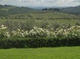 Discover Chianti Through its Wines