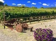 Chianti Wine and Vinci half day Tour from Montecatini Terme