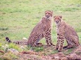 Visit Nearest Game Safari in Cape Town 