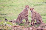 Visit Nearest Game Safari in Cape Town 