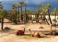Camel Ride in Marrakech with Hotel-Pick up and Drop-off Included