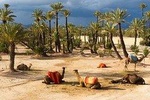 Camel Ride in Marrakech with Hotel-Pick up and Drop-off Included