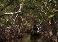 Canoe Trip in the Mangroves