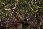 Canoe Trip in the Mangroves