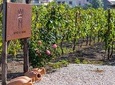 Private tour of Pompeii Ruins, Organic Wine tasting and Lunch