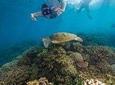 Frankland Islands Great Barrier Reef Cruise