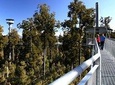 Explore Hokitika Gorge and Tree Top Walkway