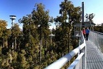 Explore Hokitika Gorge and Tree Top Walkway