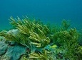 Snorkeling Tour (with Light Refreshments)