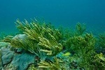 Snorkeling Tour (with Light Refreshments)