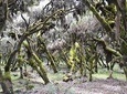 Bale Mountain National Park 5 Days Tour Package