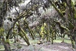 Bale Mountain National Park 5 Days Tour Package