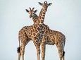 7 Days Tanzania Safaris 4 Wd Pop-up Roof For Game Viewing