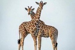 7 Days Tanzania Safaris 4 Wd Pop-up Roof For Game Viewing