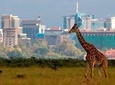 Afternoon half day mini safari to Nairobi National Park 