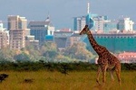 Afternoon half day mini safari to Nairobi National Park 