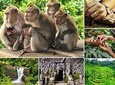 Ubud Highlight: Sacred Monkey Forest, Tegenungan Waterfall, Rice Terrace