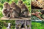 Ubud Highlight: Sacred Monkey Forest, Tegenungan Waterfall, Rice Terrace