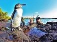 THE BEST OF ECUADOR & GALAPAGOS ACTIVE EXCURSION 11 DAYS