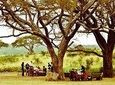 Bush Picnic and Game Drive