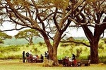 Bush Picnic and Game Drive