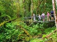 Cloud Forest Wildlife Hike 8:15am
