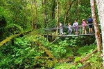 Cloud Forest Wildlife Hike 8:15am
