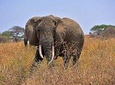TARANGIRE DAY TOUR