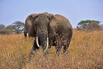TARANGIRE DAY TOUR