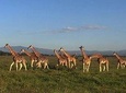 7 day Masaai Mara, Lake Nakuru, Lake Naivasha and Hells gate safari from Nairobi