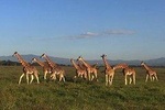 7 day Masaai Mara, Lake Nakuru, Lake Naivasha and Hells gate safari from Nairobi