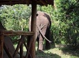 10 Day Western Uganda Wildlife Safari