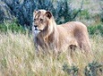 3 Day Central Kalahari Game Reserve Safari Tour