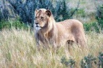 3 Day Central Kalahari Game Reserve Safari Tour