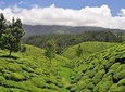Private Custom Tour: Munnar tea estate Sightseeing with guide