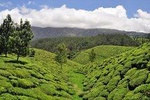 Private Custom Tour: Munnar tea estate Sightseeing with guide