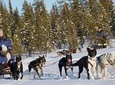 Husky Tour Sit and Drive Combo Tour from Kiruna