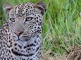 12 Days Uganda Wildlife safari with Chimpanzee and Gorillas