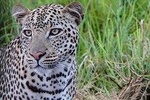 12 Days Uganda Wildlife safari with Chimpanzee and Gorillas