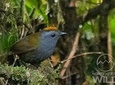 Birding tour -Monteverde Wild-