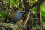 Birding tour -Monteverde Wild-