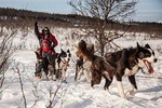 Tromso: Husky Sledding Self-Drive Adventure