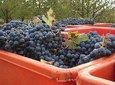 Lambrusco making: winery tour
