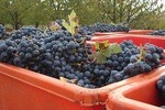 Lambrusco making: winery tour