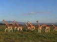 12 days Kenya and Tanzania safari luxury private lodge from Nairobi 