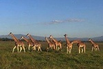 12 days Kenya and Tanzania safari luxury private lodge from Nairobi 