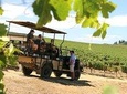 Full-Day Stellenbosch 4x4 Wine Safari and Wine Tasting Voyage Private Tour
